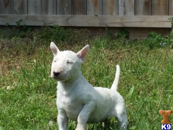 Bull Terrier puppy for sale